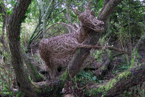 Photograp of a willow gragon in a wood