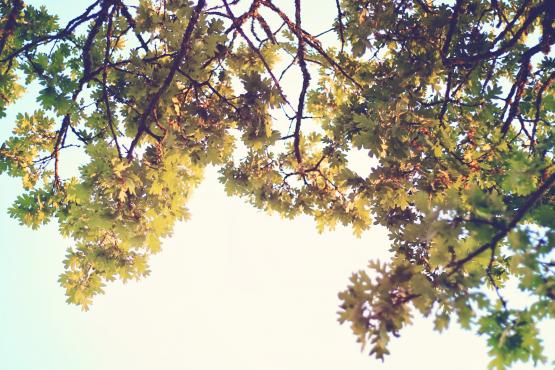 Oak tree against a blue sky
